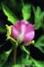 Rockii Peony: LAN TIAN